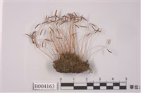 藏品(絲瓜苔)的圖片